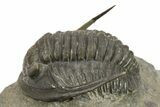 Diademaproetus Trilobite Fossil - Beautiful Preservation #275310-1